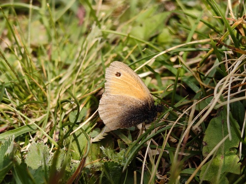 Small Heath
