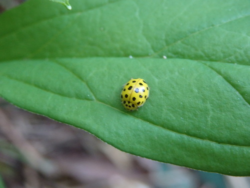 22-spot Ladybird
