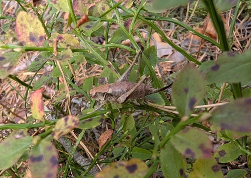 Dark Bush-cricket