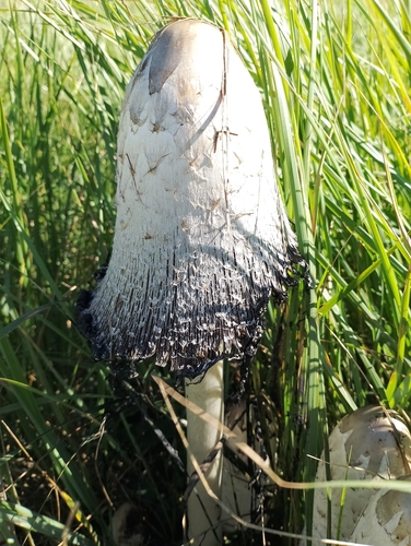 Shaggy Mane