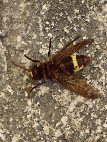 Oriental Hornet