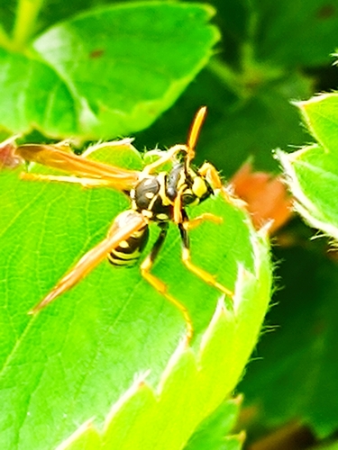 European Paper Wasp