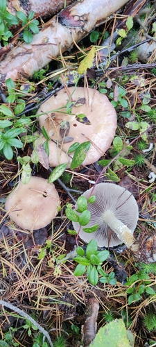 Conifer roundhead