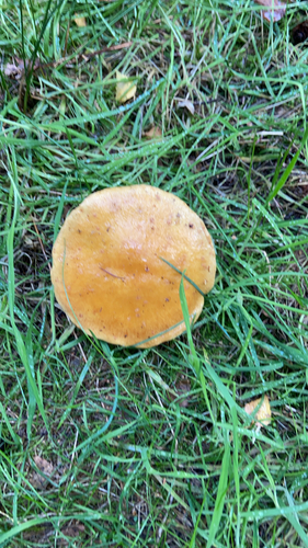 Larch Bolete