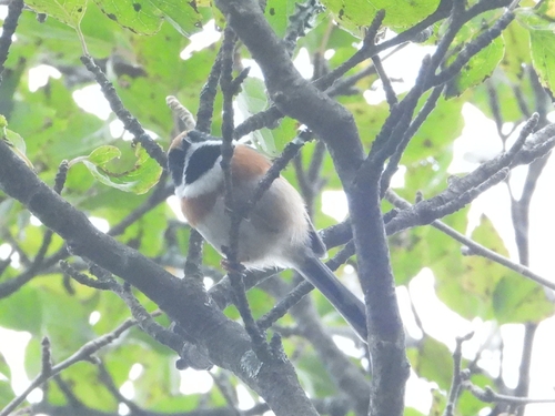 Black-throated Tit