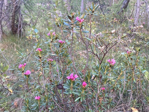 Rhododendron ferrugineum, photograph 3