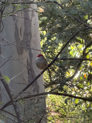 Red-browed Finch