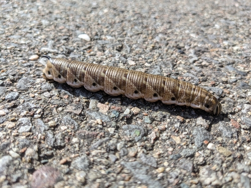 Convolvulus Hawkmoth