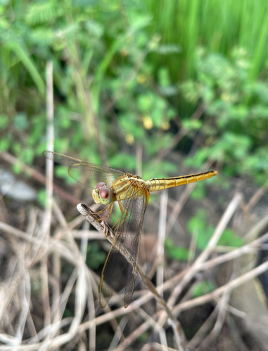 Scarlet Skimmer