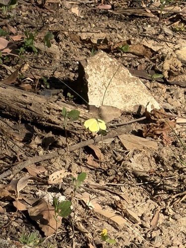 Small Grass-yellow