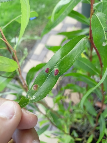Willow Redgall Sawfly