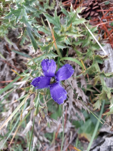 Fringe-flowered Gentian