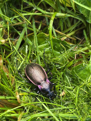 Bronze Ground Beetle