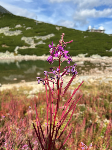 fireweed