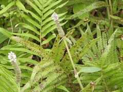 Pogostemon auricularius, photograph (c) Jared Shorma, some rights reserved (CC BY)