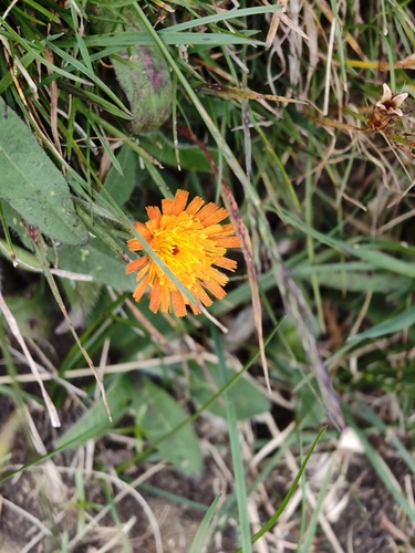 orange hawkweed