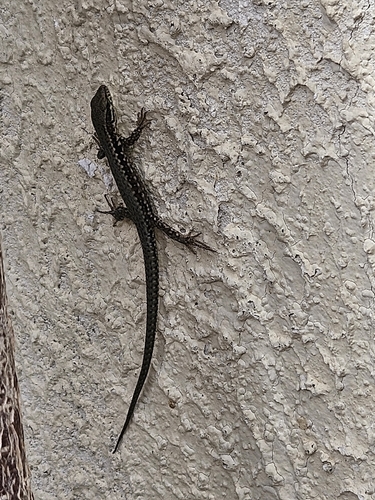 Common Wall Lizard