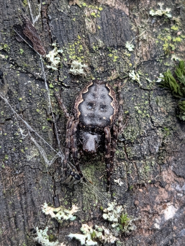 Walnut Orbweaver