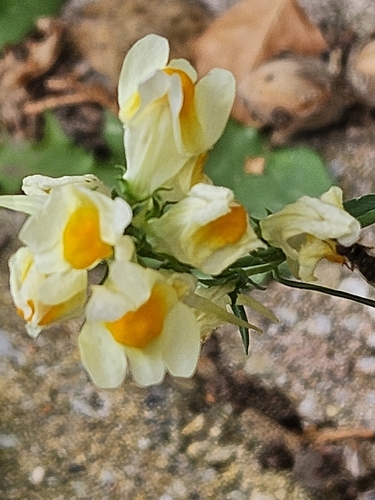 common toadflax