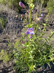 Penstemon spectabilis spectabilis