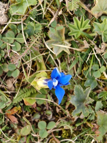 spring gentian