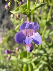 Penstemon spectabilis spectabilis
