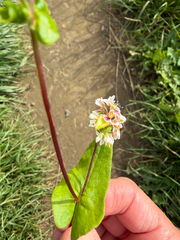 Fagopyrum esculentum, photograph author not stated, no rights reserved