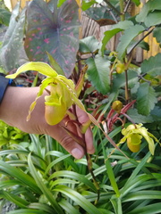 Phragmipedium longifolium