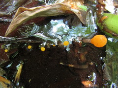 Mitrula lunulatospora