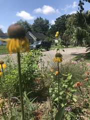 Rudbeckia texana