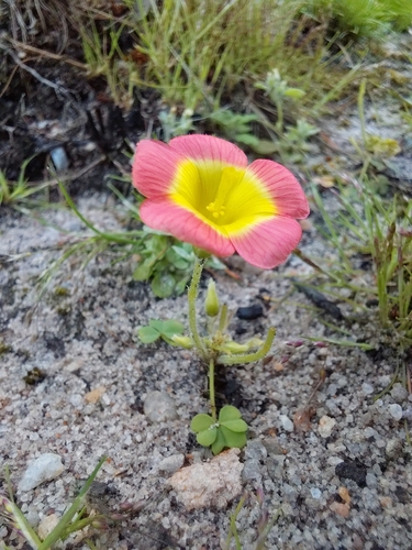 Oxalis obtusa, photograph 6