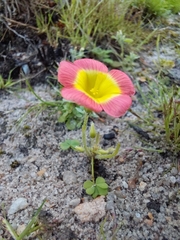 Oxalis obtusa, photograph (c) Danie Palm, some rights reserved (CC BY)