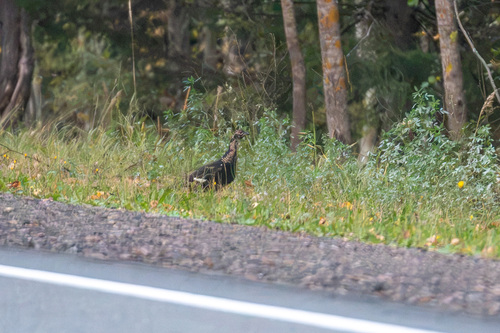 Black Grouse