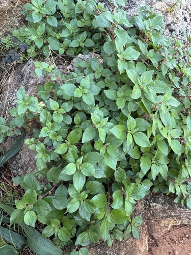 pellitory-of-the-wall