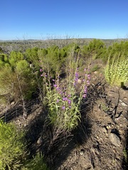 Penstemon spectabilis spectabilis