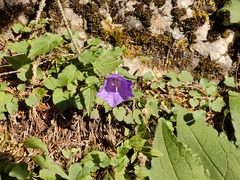 Campanula carpatica