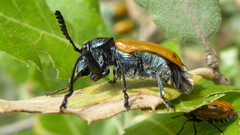 Labidostomis
