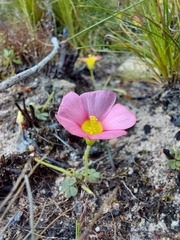 Oxalis obtusa, photograph (c) Danie Palm, some rights reserved (CC BY)