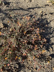 Acmispon argyraeus argyraeus