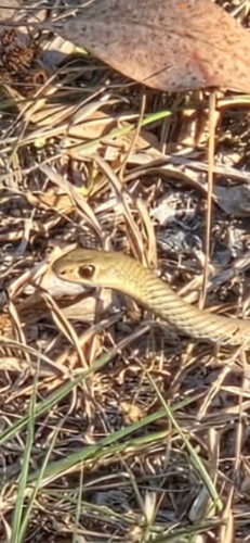 Yellow-faced Whipsnake
