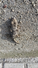 Tarentola mauritanica