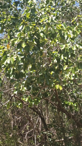 Syzygium suborbiculare observed 2026-09-12