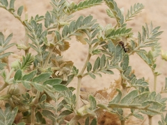 Cataglyphis adenensis