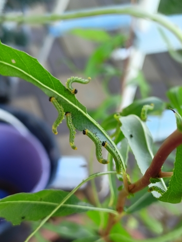 Willow Redgall Sawfly