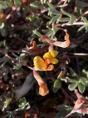 Acmispon argyraeus argyraeus
