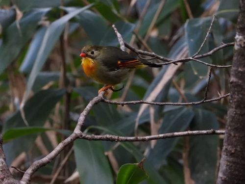 Red-billed Leiothrix