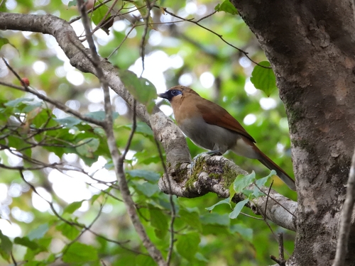 Buffy Laughingthrush