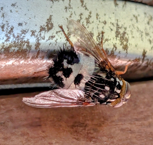 Formosia observed 2026-09-20