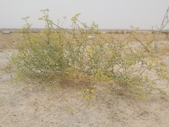 Haplophyllum tuberculatum