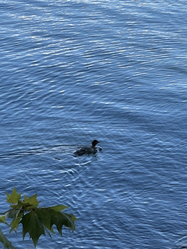 Common Merganser